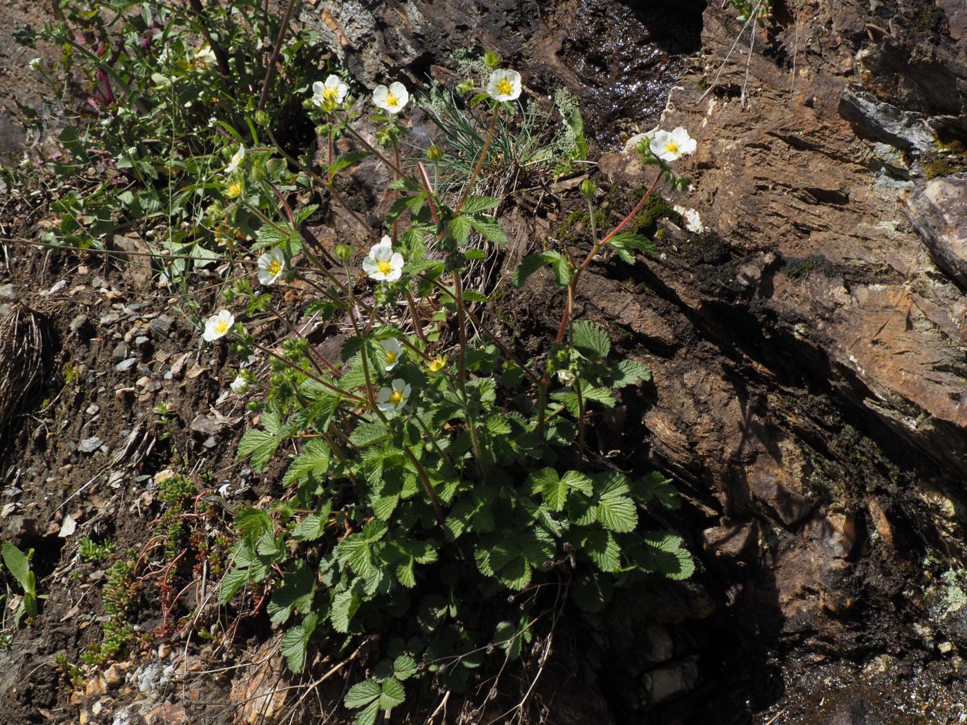 Cinquefoil, Rock plant